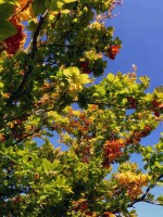/album/parks-etc/tree-4-jpg/